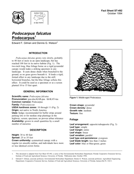 Podocarpus Falcatus Podocarpus1 Edward F