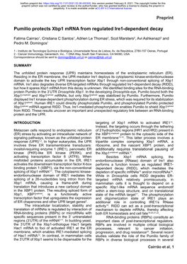 Pumilio Protects Xbp1 Mrna from Regulated Ire1-Dependent Decay