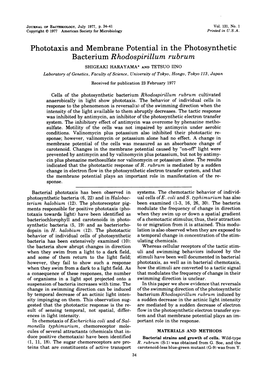 Phototaxis and Membrane Potential in the Photosynthetic Bacterium Rhodospirillum Rubrum