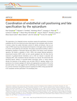 Coordination of Endothelial Cell Positioning and Fate Specification By
