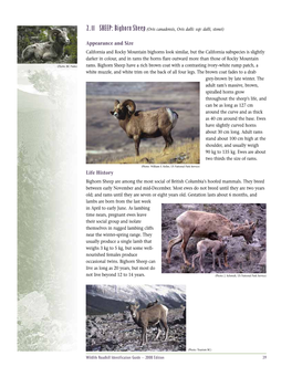 Big Horn Sheep