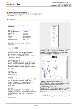 ADPRHL2 Antibody (N-Term) Affinity Purified Rabbit Polyclonal Antibody (Pab) Catalog # Ap9723a