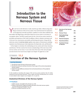 11 Introduction to the Nervous System and Nervous Tissue