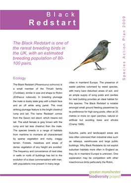 Black Redstart M Enoptera