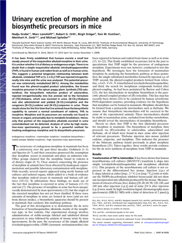 Urinary Excretion of Morphine and Biosynthetic Precursors in Mice