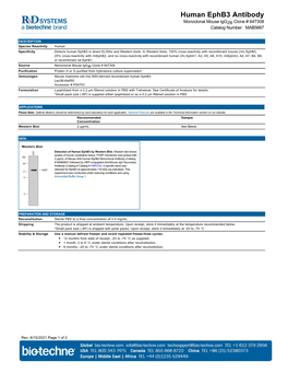 Human Ephb3 Antibody