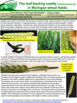 The Leaf-Feeding Sawfly (Pachynematus Sp) in Michigan