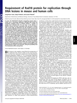 Requirement of Rad18 Protein for Replication Through DNA Lesions in Mouse and Human Cells