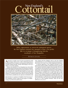 Cottontail Story For