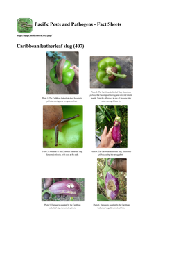 Caribbean Leatherleaf Slug (407)