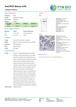 Anti-IPO7 Mouse Mab