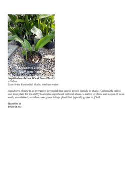 Aspidistra Elatior (Cast Iron Plant) 1 Gallon Zone 8-10, Part to Full Shade, Medium Water