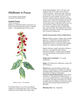 Wildflower in Focus: Cardinal Flower