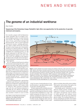 The Genome of an Industrial Workhorse