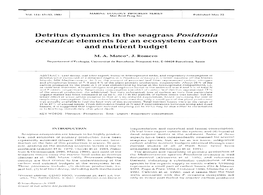 Detritus Dynamics in the Seagrass Posidonia Oceanica: Elements for an Ecosystem Carbon and Nutrient Budget