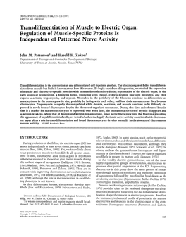 Transdifferentiation of Muscle to Electric Organ: Regulation of Muscle-Specific Proteins Is Independent of Patterned Nerve Activity