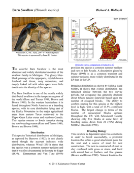Barn Swallow (Hirundo Rustica) Richard A