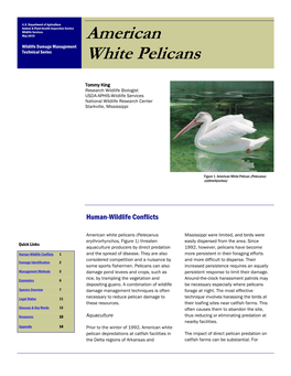 American White Pelicans (Pelecanus Mississippi Were Limited, and Birds Were Erythrorhynchos, Figure 1) Threaten Easily Dispersed from the Area