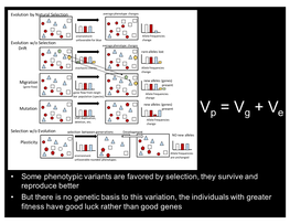 Vp = Vg + Ve SNP, Duplication, Allele Frequencies Deletion, Etc