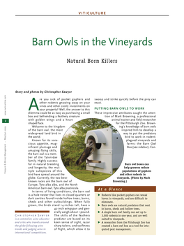 Barn Owls in the Vineyards