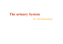 The Urinary System Dr