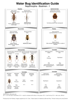 Water Bug ID Guide