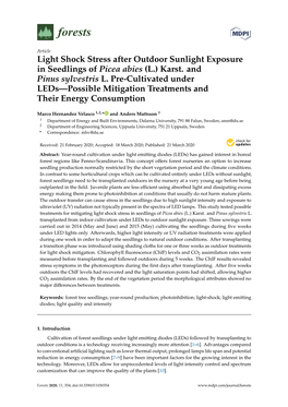 Light Shock Stress After Outdoor Sunlight Exposure in Seedlings of Picea Abies (L.) Karst