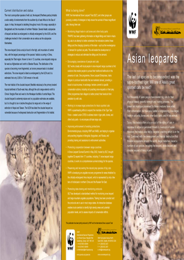 Asian Leopards Far West As Afghanistan and North to Siberian Russia