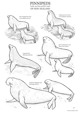 PINNIPEDS (Seals, Sea Lions and Fur Seals) of NEW ZEALAND