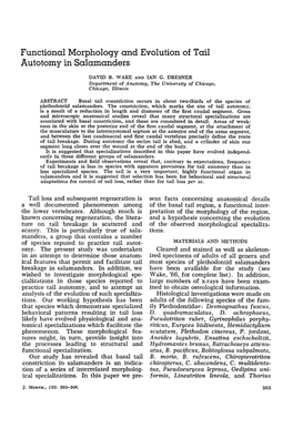 Functional Morphology and Evolution of Tail Autotomy in Salamanders