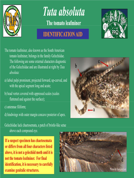 Tuta Absoluta the Tomato Leafminer IDENTIFICATION AID