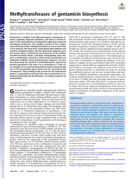 Methyltransferases of Gentamicin Biosynthesis