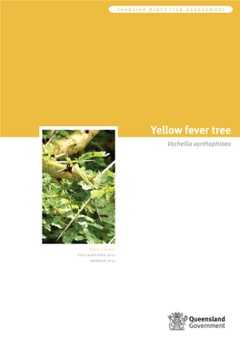 Yellow Fever Tree Vachellia Xanthophloea