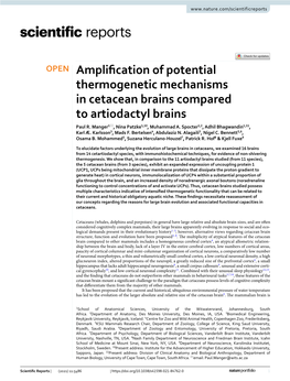 Amplification of Potential Thermogenetic Mechanisms In