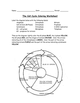 The Cell Cycle Coloring Worksheet