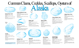 Common Clams, Cockles, Scallops, Oysters Of