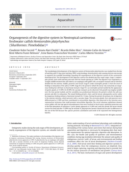 Organogenesis of the Digestive System in Neotropical Carnivorous Freshwater Catﬁsh Hemisorubim Platyrhynchos (Siluriformes: Pimelodidae)☆