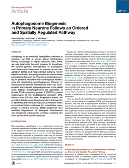 Autophagosome Biogenesis in Primary Neurons Follows an Ordered and Spatially Regulated Pathway