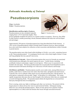 Pseudoscorpions