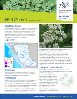 Wild Chervil Factsheet