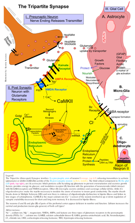 Tripartite Synapse III