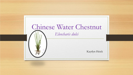 Eleocharis Dulcis (Chinese Water Chestnut).