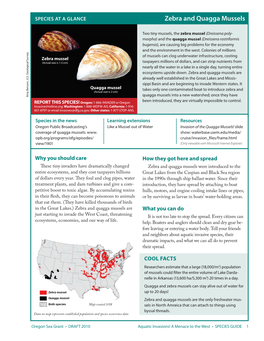 Zebra and Quagga Mussels