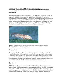 Melaleuca Psyllid - Boreioglycaspis Melaleucae Moore Introduced Psyllid for Biological Control of Paperbark Trees in Florida