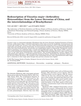 Redescription of Yinostius Major (Arthrodira: Heterostiidae) from the Lower Devonian of China, and the Interrelationships of Brachythoraci