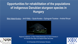 Opportunities for Rehabilitation of the Populations of Indigenous Danubian Sturgeon Species in Hungary