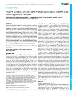 Ankyrin-G Induces Nucleoporin Nup358 to Associate with the Axon