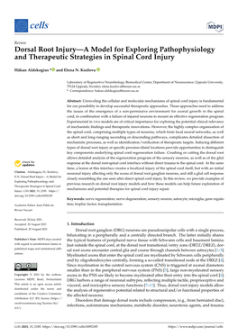 Dorsal Root Injury—A Model for Exploring Pathophysiology and Therapeutic Strategies in Spinal Cord Injury