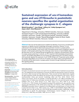 Sustained Expression of Unc-4 Homeobox Gene and Unc-37/Groucho in Postmitotic Neurons Specifies the Spatial Organization of the Cholinergic Synapses in C