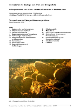 Flussperlmuschel (Margaritifera Margaritifera) (Stand November 2011)